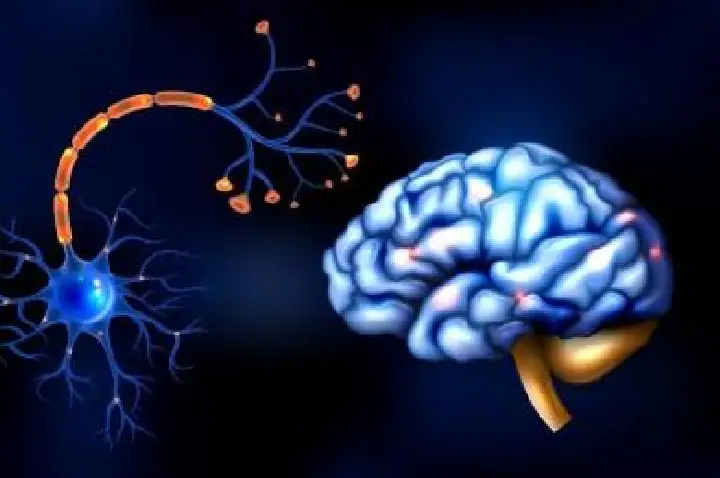 Método experimental trata déficit respiratório em animais modelo para doença de Parkinson  24 de abril de 2025