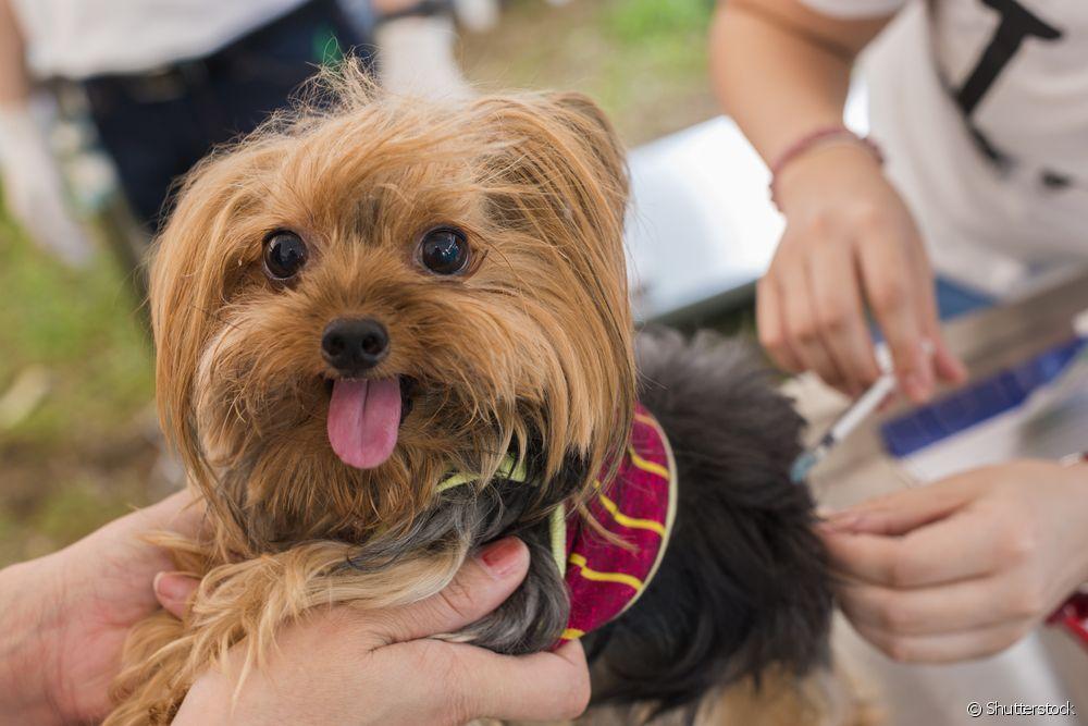 Prefeitura divulga lista com 96 postos de vacinação atirrábica em JF