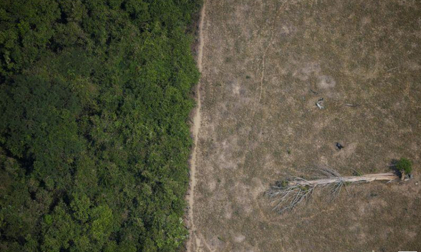 Brasil tem maior índice de desmatamento na Amazônia em 12 anos