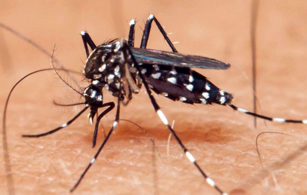 Minas Gerais registra 84.387 casos prováveis de dengue
