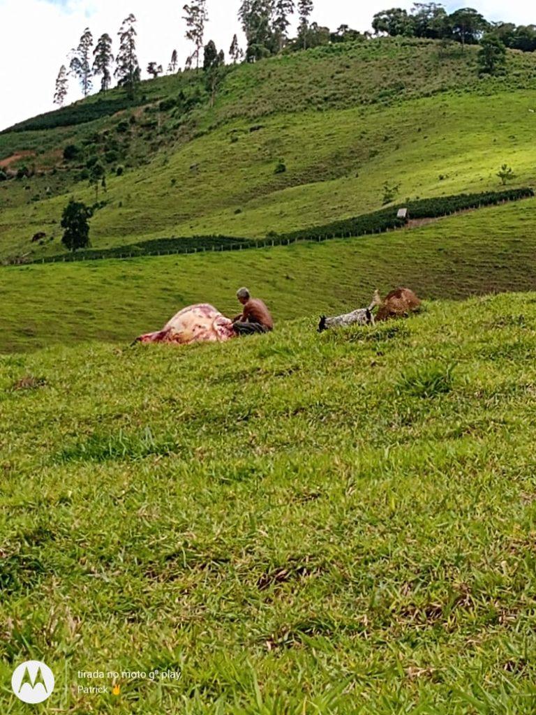 Carangola – Ladrão de boi é abatido no Furriel