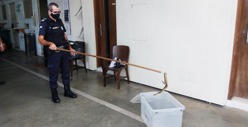 Guarda Municipal recolhe cobra cascavel em residência