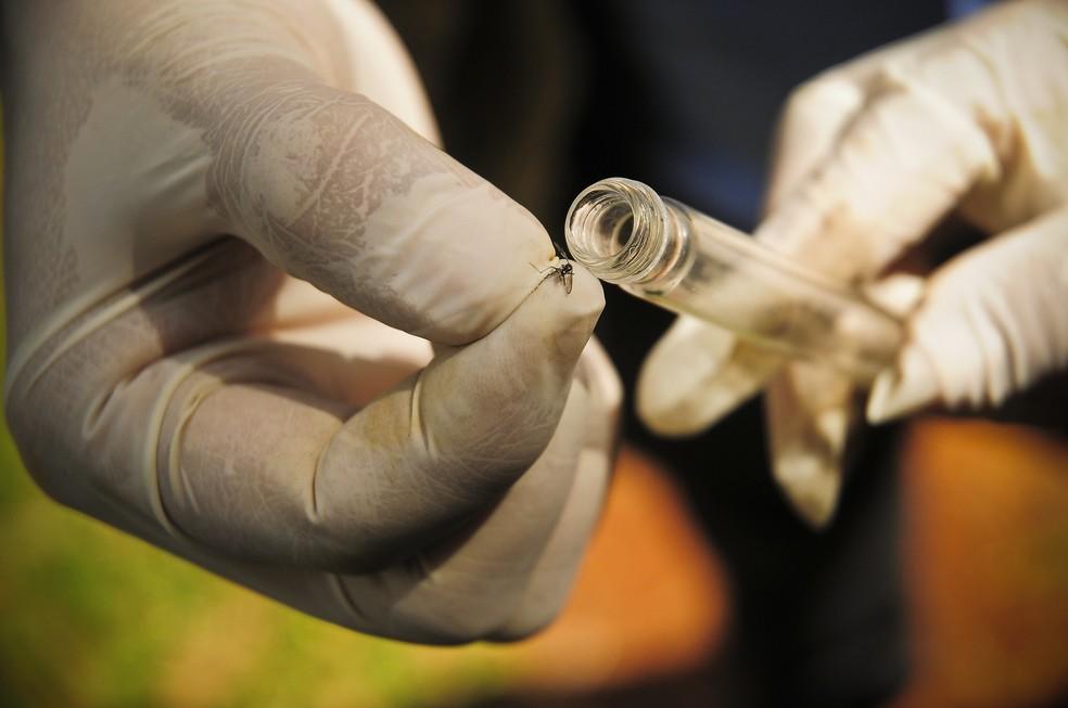 Secretaria Estadual de Saúde divulga mais de 208 casos prováveis de dengue na região