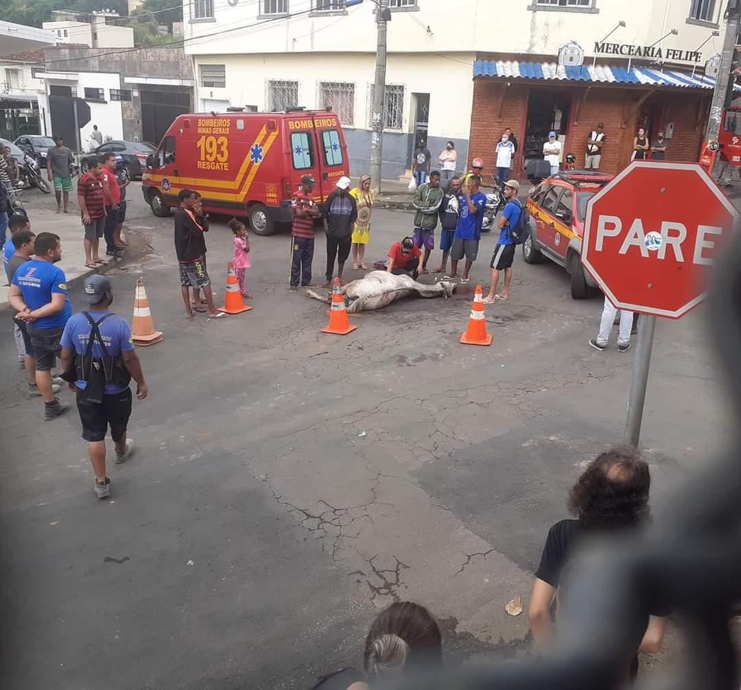 Acidente entre cavalo e caminhão ocorre em JF