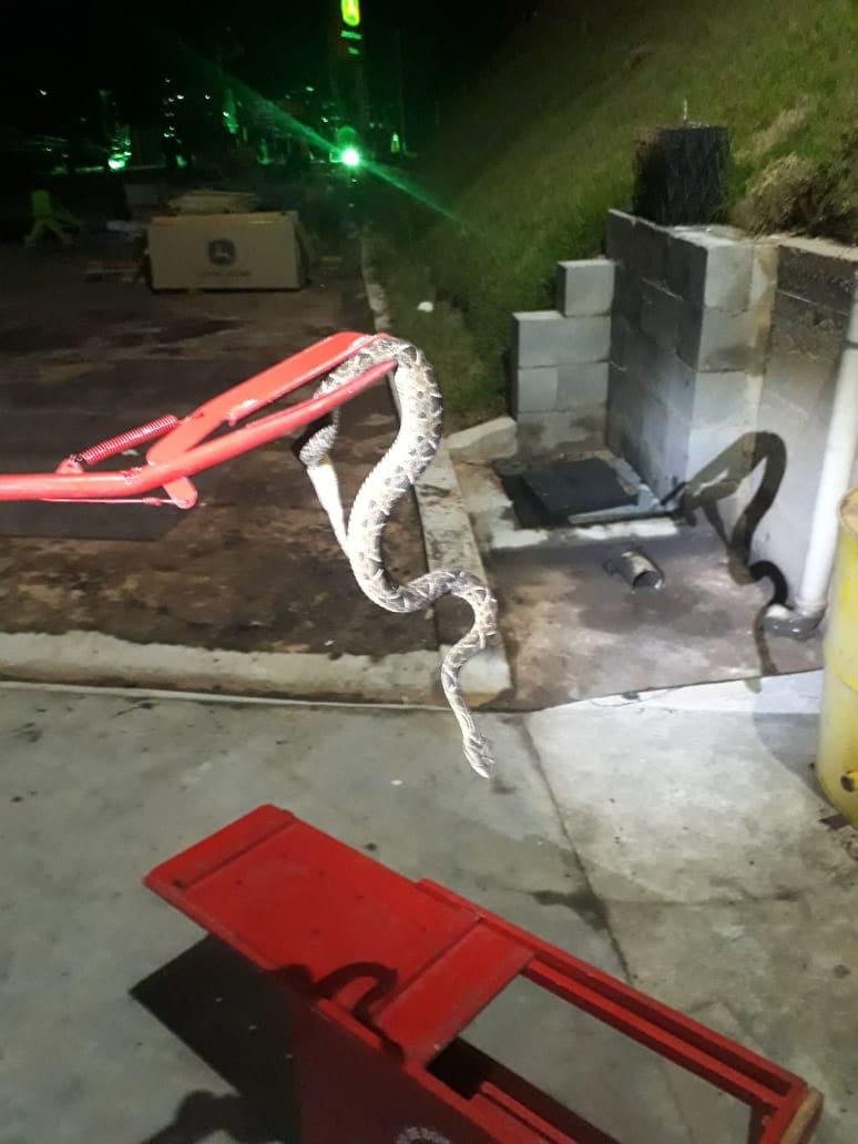 Bombeiros capturam cobras em Barbacena