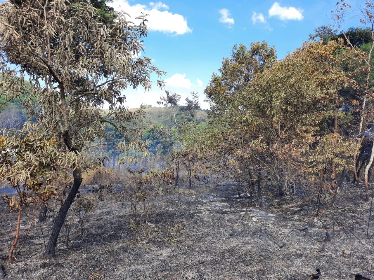 Bombeiros registram 5 ocorrências de incêndio em vegetação no mês de janeiro