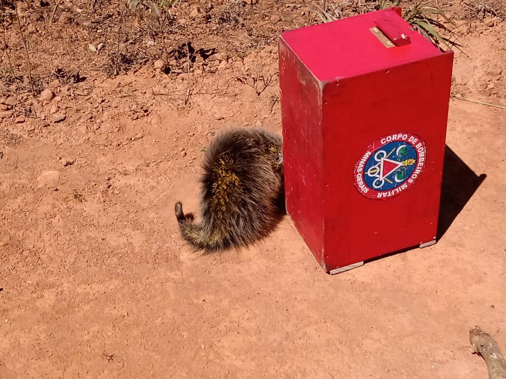 BOMBEIROS REGISTRAM INÚMERAS OCORRENCIAS DE RESGATE DE ANIMAIS