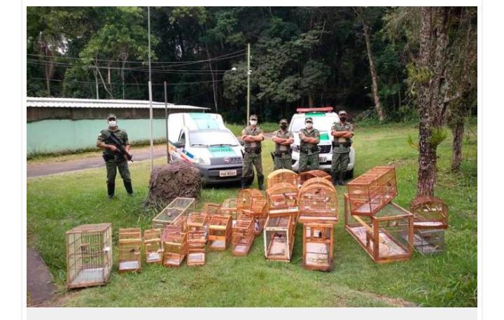 PM apreende 34 pássaros que eram mantidos em cativeiro na zona sul da cidade