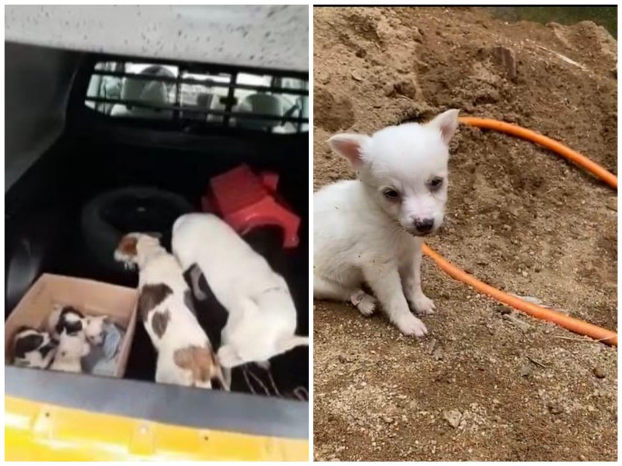 Polícia Civil resgata dez cães em situação de maus-tratos em Juiz de Fora