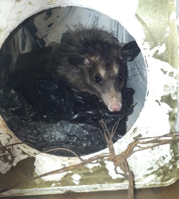 Bombeiros capturam gambás em residência no bairro Bom Pastor