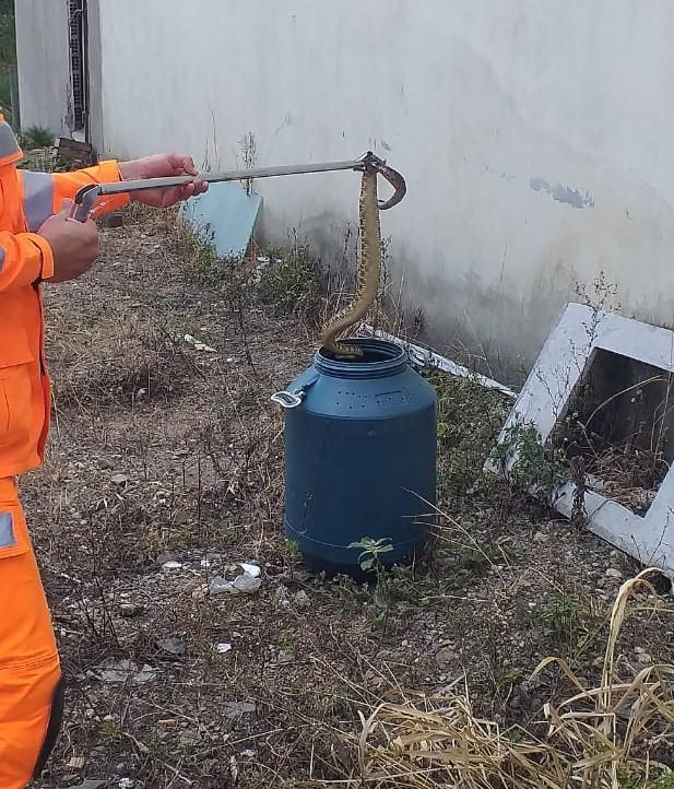 Bombeiros resgatam cascavel em São João Del Rei