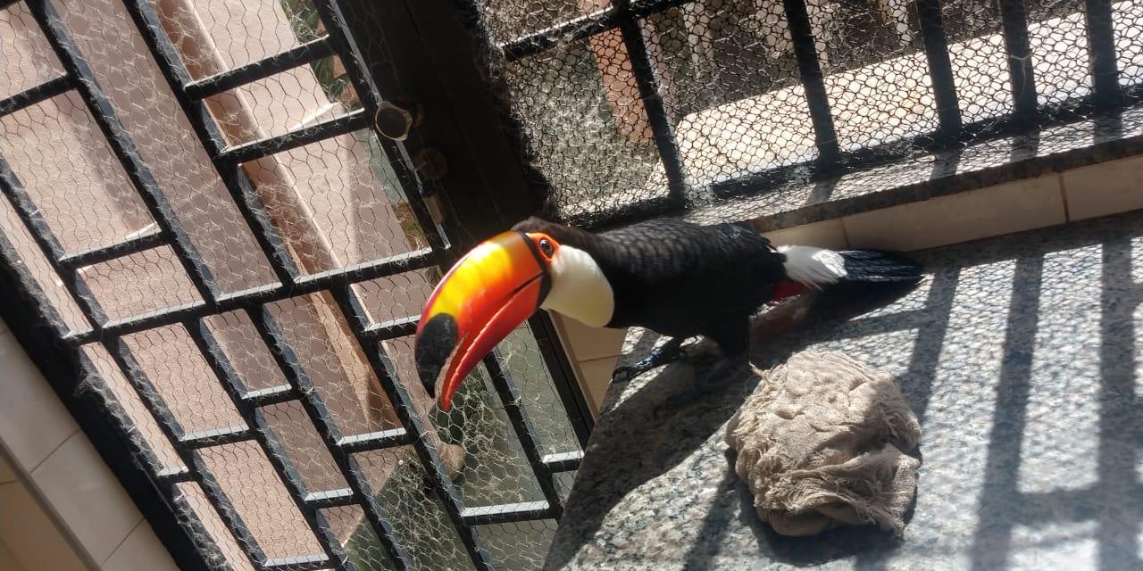 Cobra e tucano são resgatados por bombeiros em área urbana