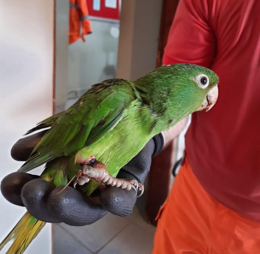 Maritaca presa em linha chilena é resgatada
