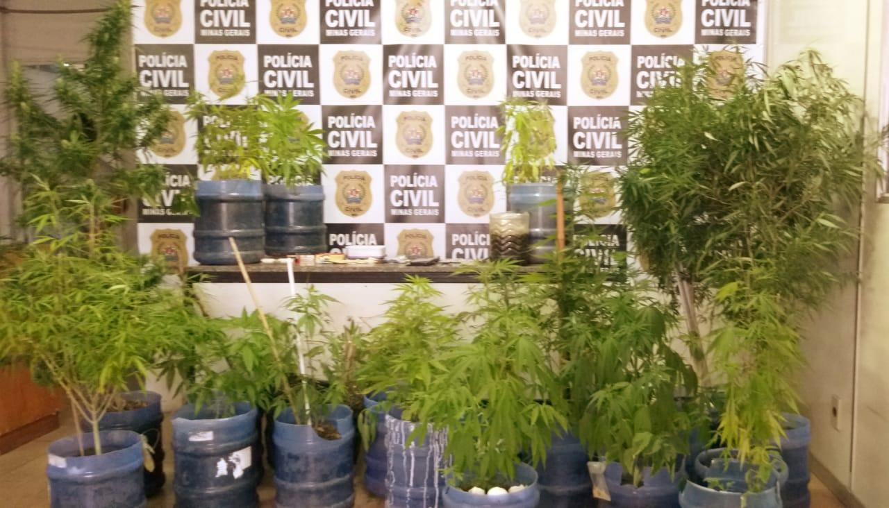 PCMG apreende mais de 20 pés de maconha e prende suspeito em Juiz de Fora