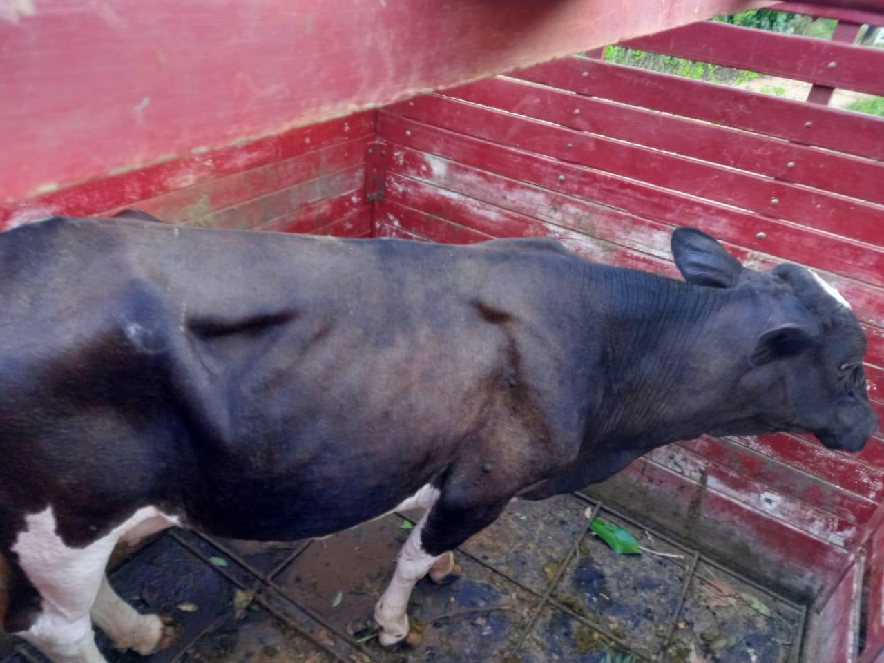 PCMG recupera animais furtados na Zona Rural de Piraúba