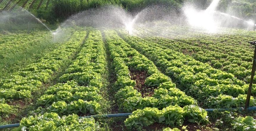 PJF realiza parceria com redes de supermercados para escoar produção local