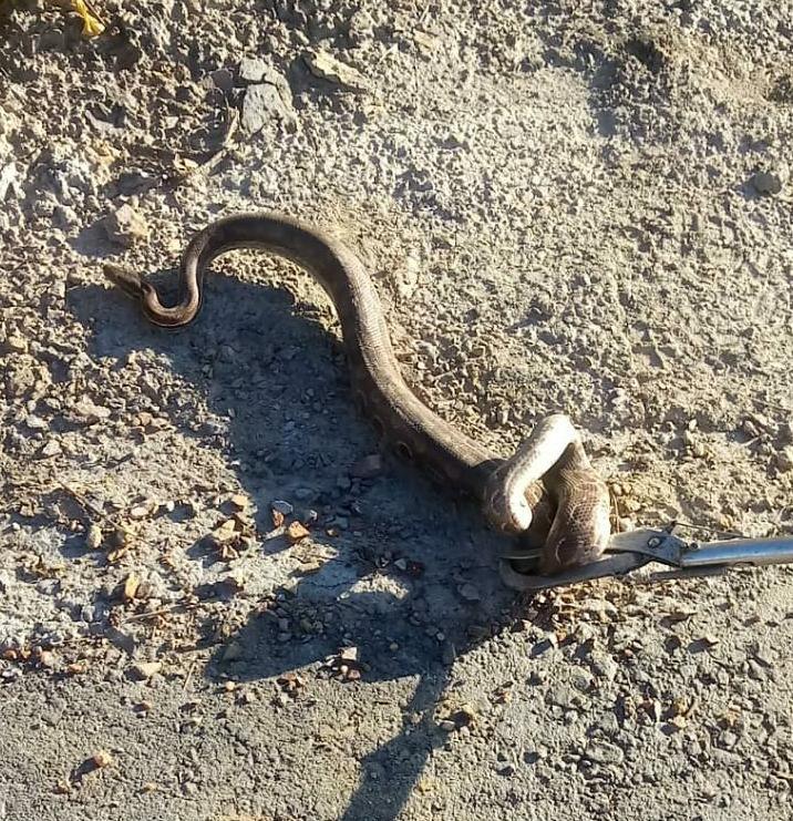 Bombeiros capturam cobra no Solar da Serra