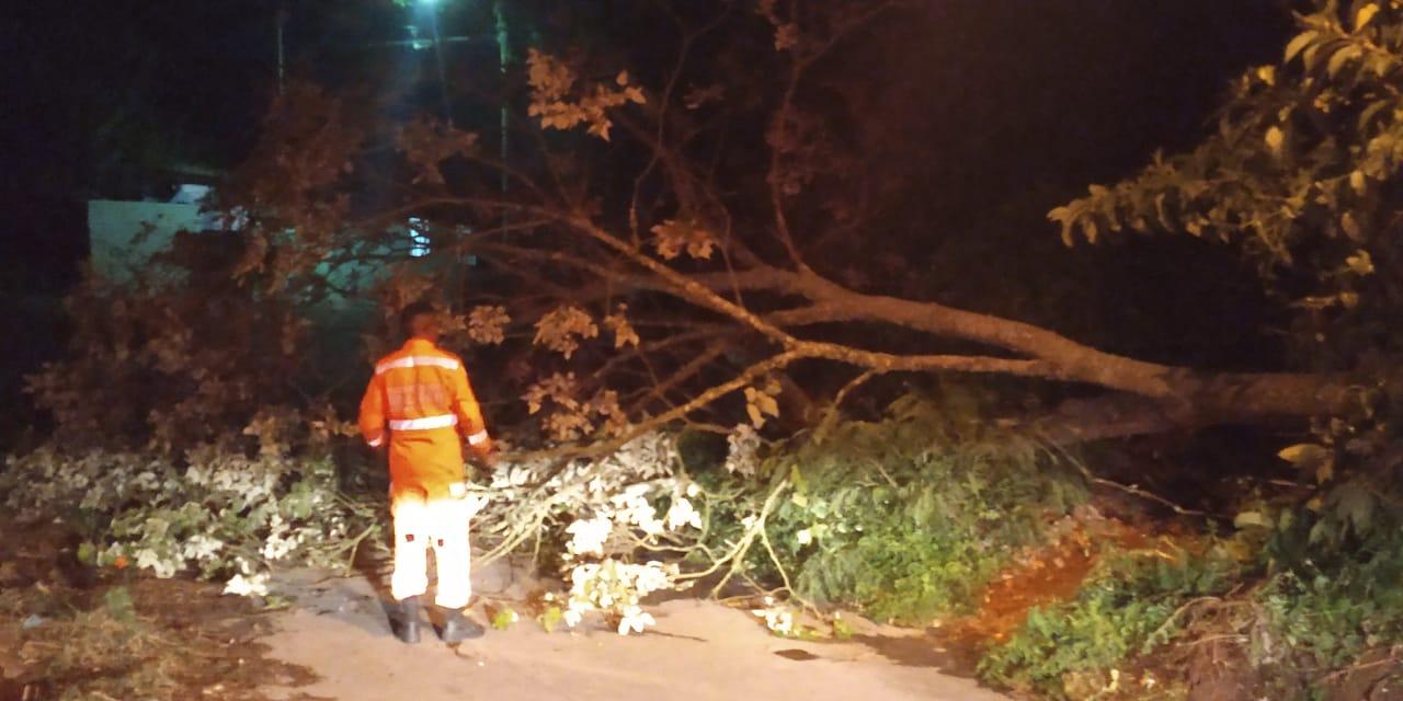Bombeiros realizam corte de árvores que caíram devido às chuvas
