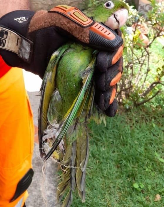 Bombeiros resgatam papagaio preso em linha com cerol