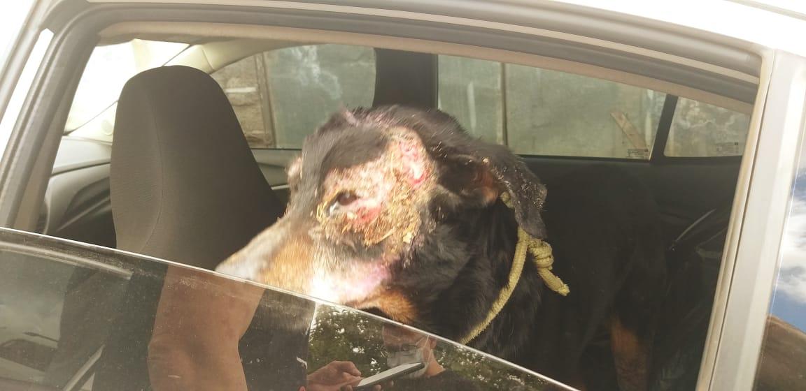 Cadela vítima de maus-tratos é resgatada pela Polícia Civil em Juiz de Fora