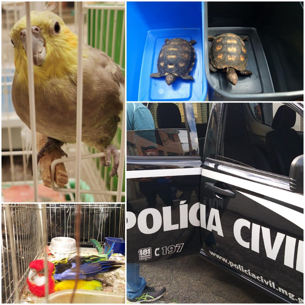 PCMG resgata 20 animais silvestres que seriam comercializados em Juiz de Fora