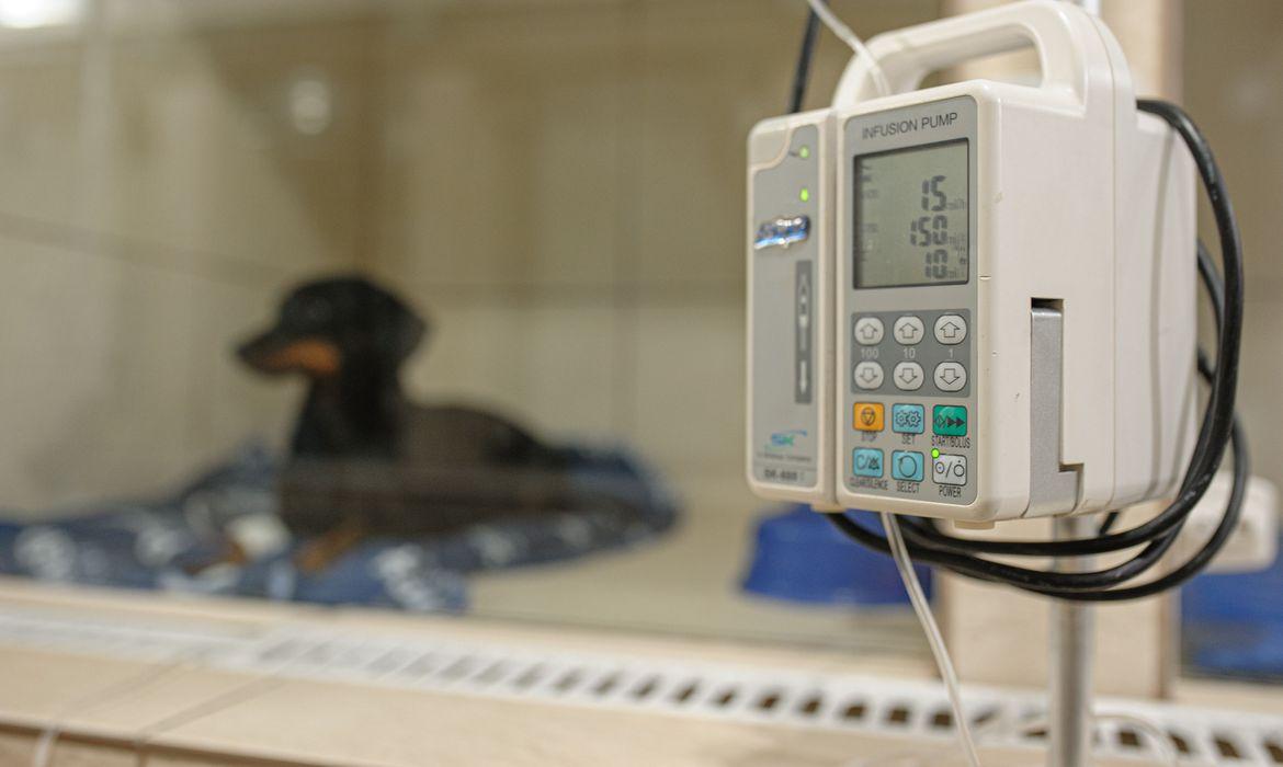 Pesquisa mostra taxa maior de infecção de animais pela Covid-19