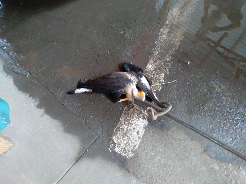 Bombeiros capturam gavião em quintal no Carijós