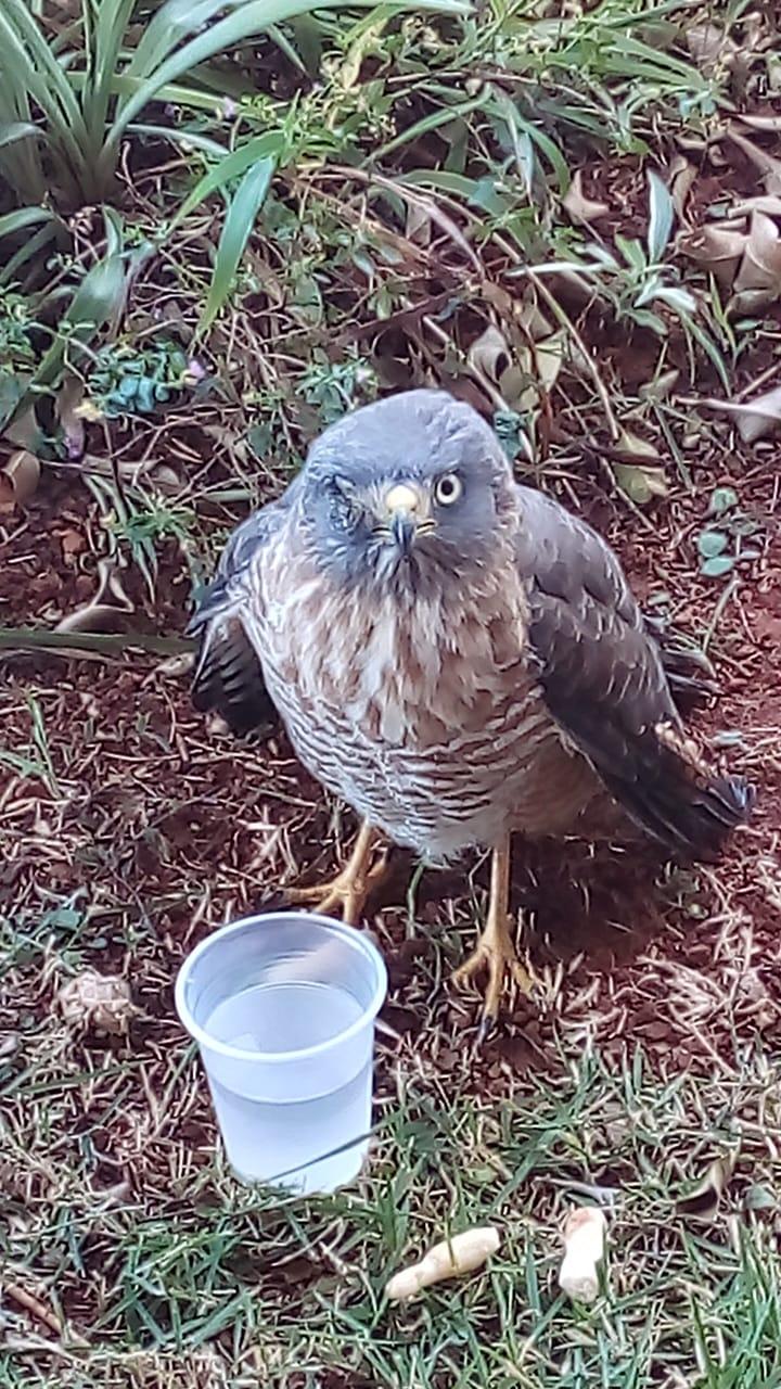 Bombeiros regatam gavião ferido