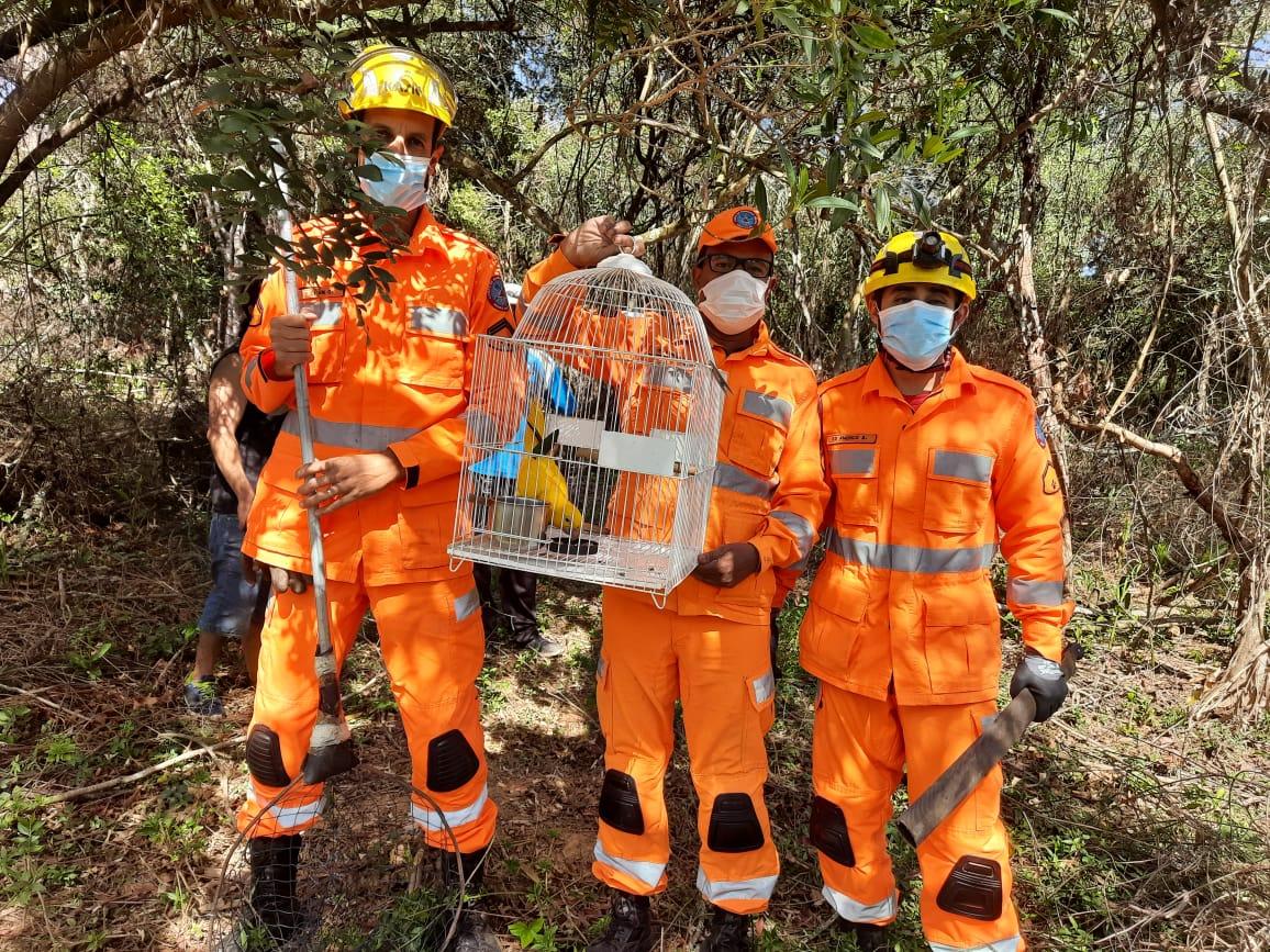 Bombeiros resgatam ave silvestre em Prados
