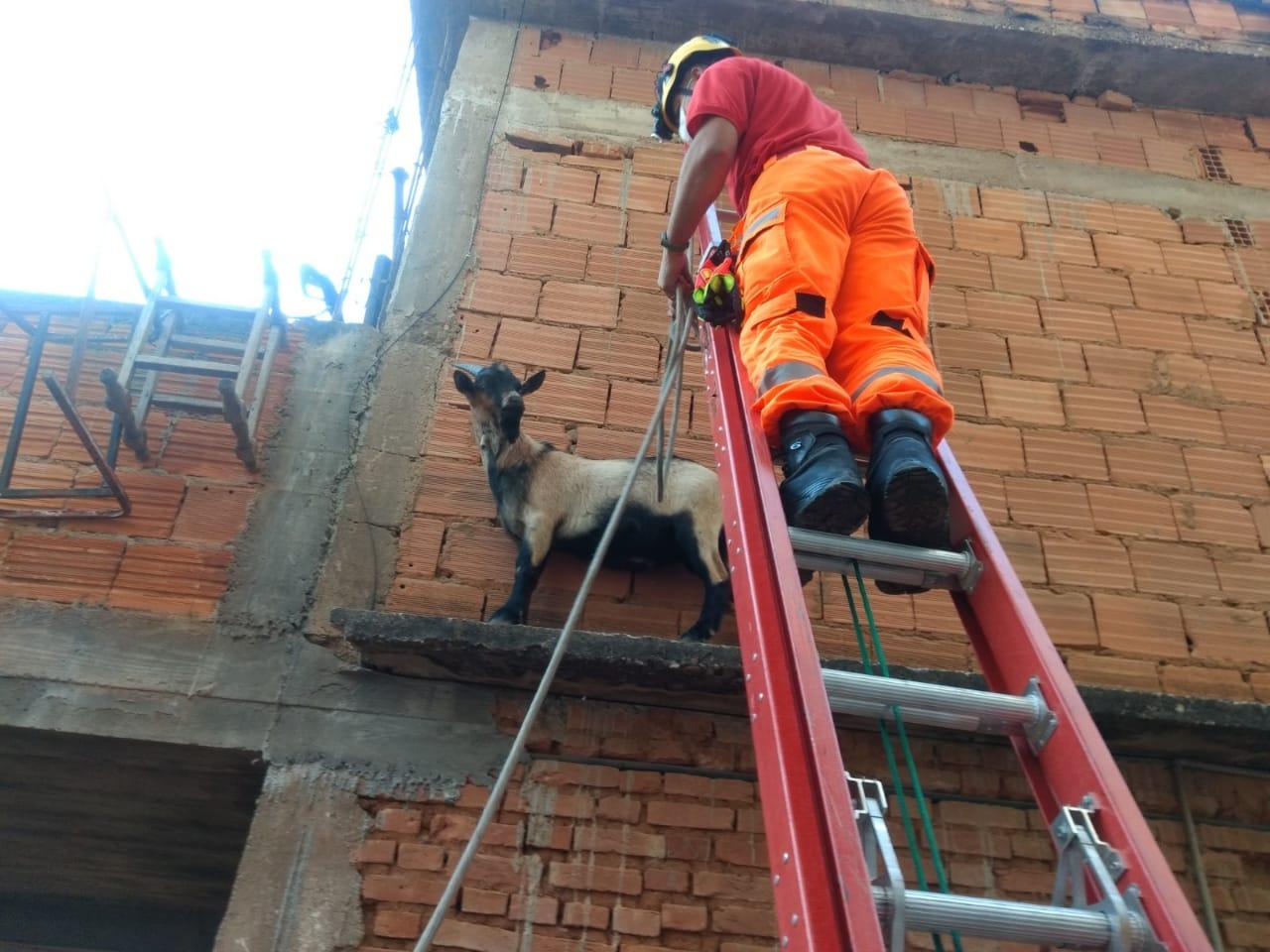 Bombeiros resgatam cabrito preso em beiral de laje