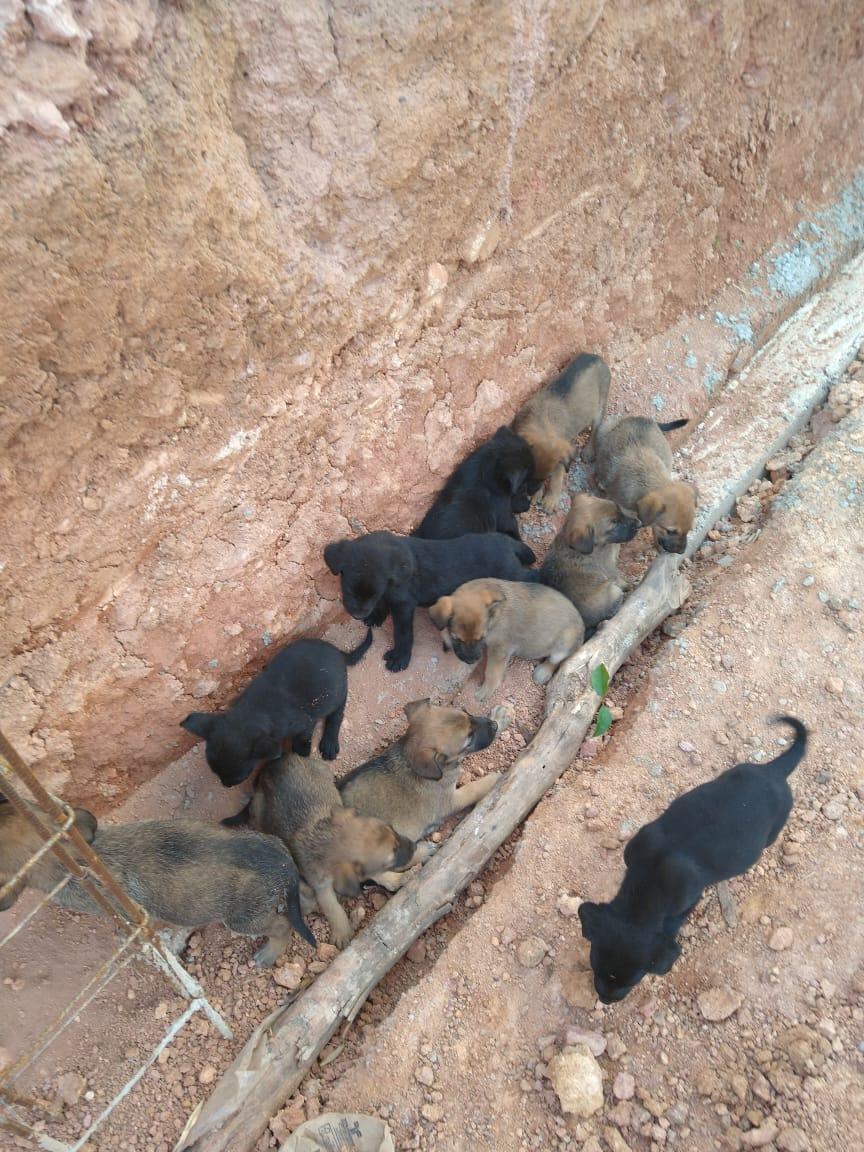 Bombeiros resgatam cadela com 13 filhotes