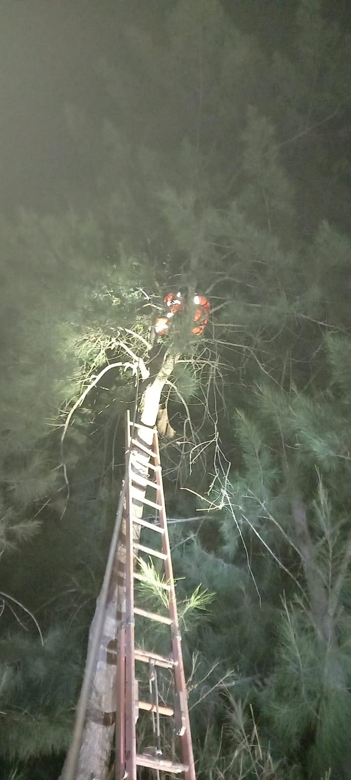 Bombeiros resgatam gato de uma árvore de 30 metros de altura