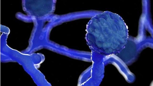 'Fungo negro' existe no Brasil, mas nosso corpo costuma ser forte contra ele