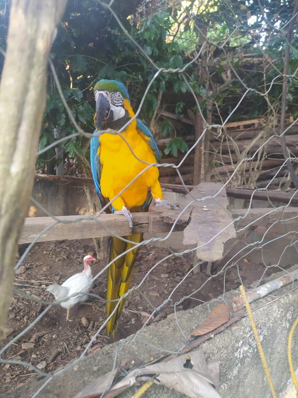 Arara Canindé, em extinção, é apreendida na cidade de Rio Novo