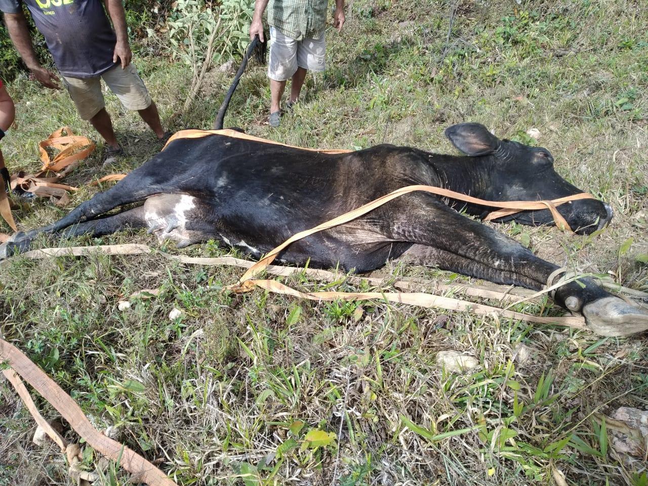 Bombeiros resgatam vaca caída em buraco em São João del Rei