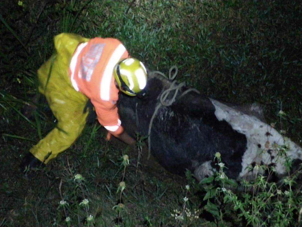 Bombeiros resgatam vaca que caiu em lagoa de Conselheiro Lafaiete