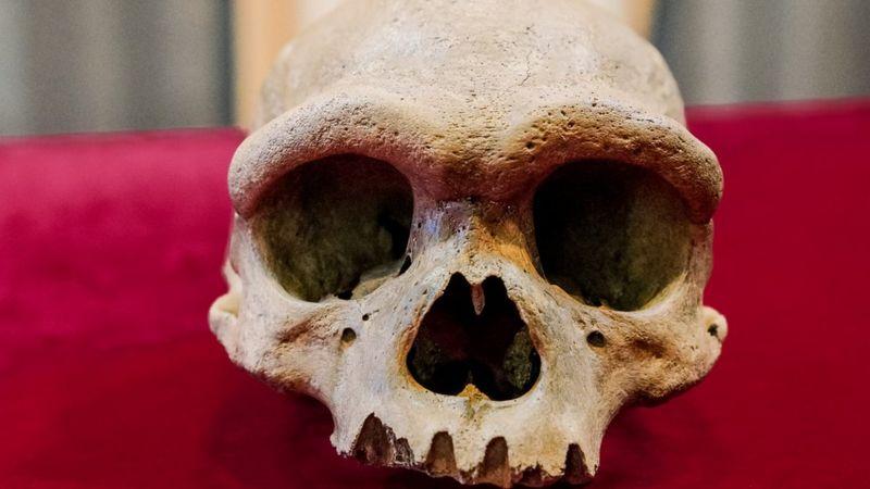 Cientistas descobrem 'Homem Dragão', possível espécie humana desconhecida