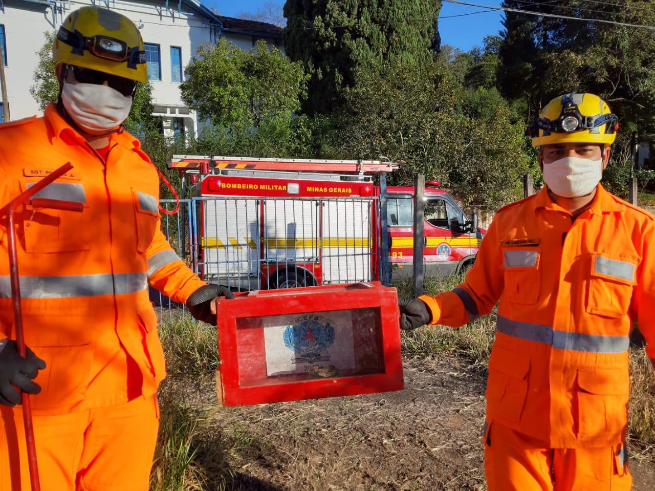 Bombeiros capturam jararaca em Barbacena