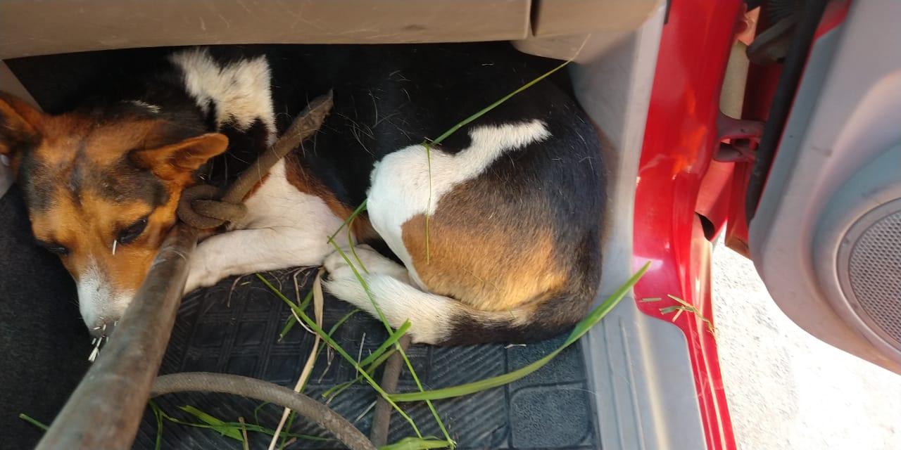 Bombeiros resgatam cachorro atacado por ouriço em São João del Rei