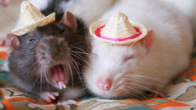 A história dos hábitos mais irritantes e nojentos dos nossos animais