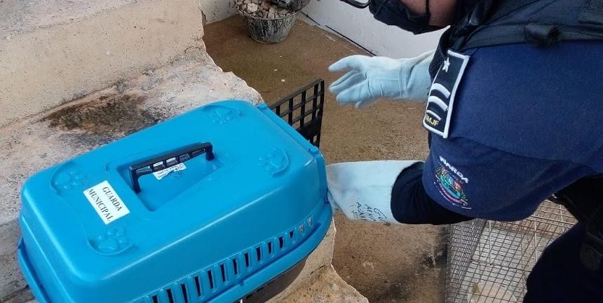 Guarda Municipal encerra mês de julho recolhendo oito animais