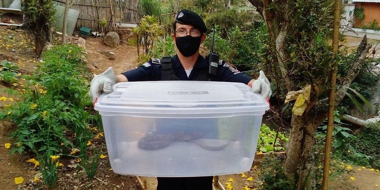 Guarda Municipal recolhe 23 animais em três meses