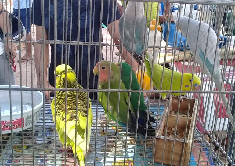Baixa quantidade de aves silvestres em cativeiro configura crime ambiental?