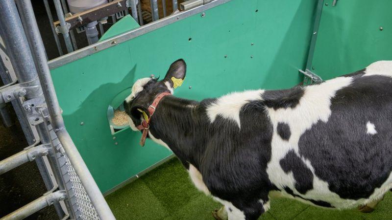 Cientistas treinam vacas para usar banheiro contra aquecimento global