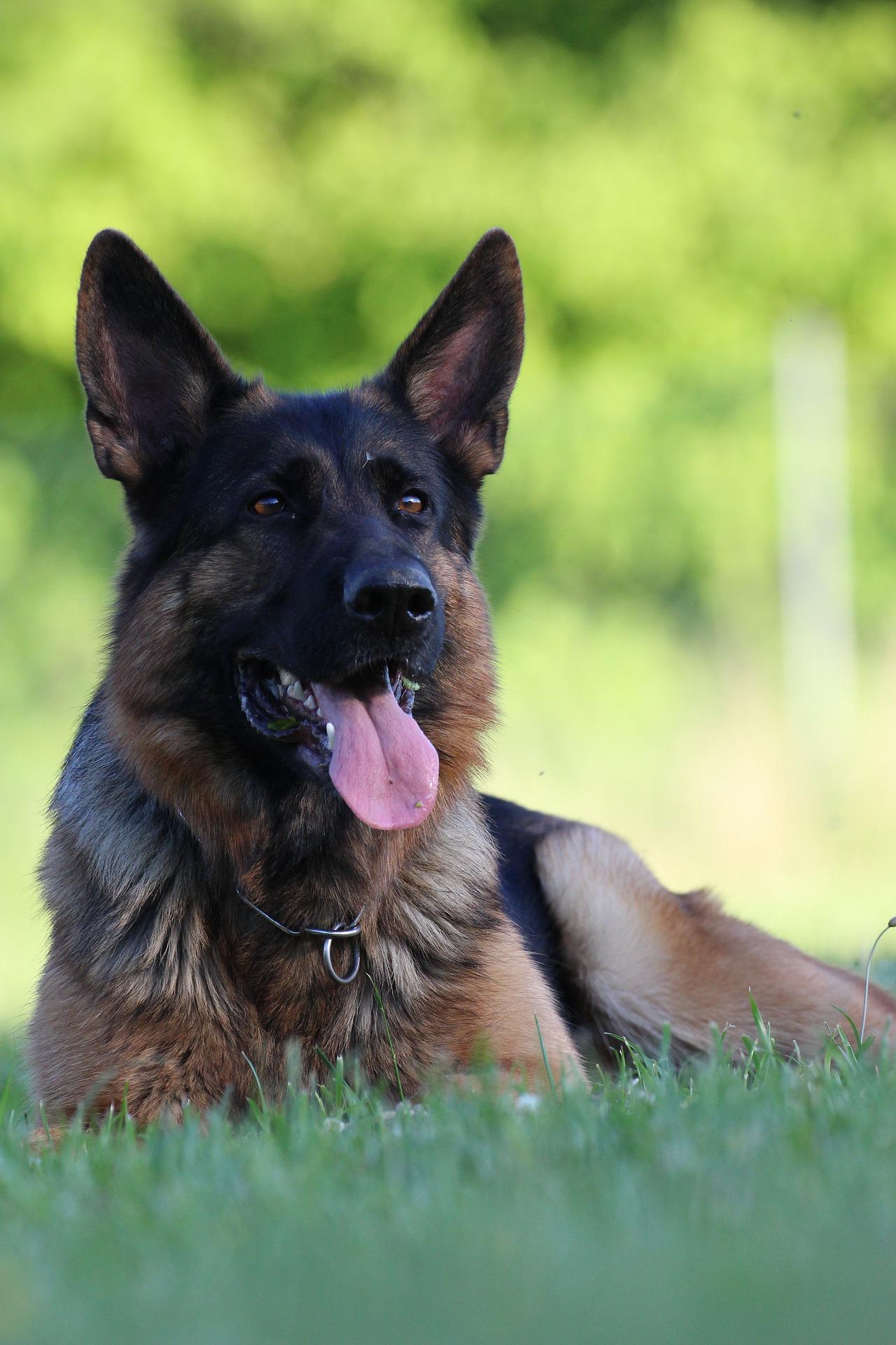 Drogas e arma são apreendidos em operação policial no bairro São Benedito