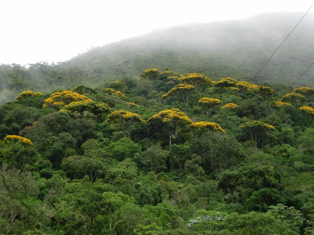 Governo de Minas e MPMG assinam acordo que garante preservação da Mata Atlântica