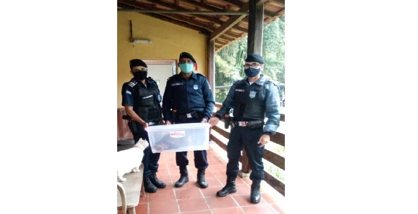 Recolhimento de mico ferido evidencia crueldade das queimadas