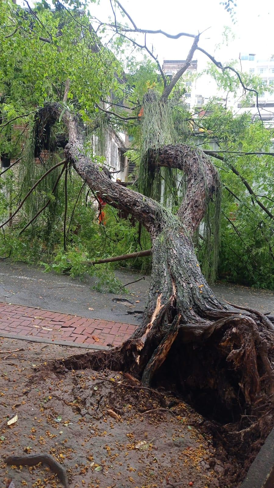 Árvore de 10 metros cai e obstrui trânsito no Jardim Glória