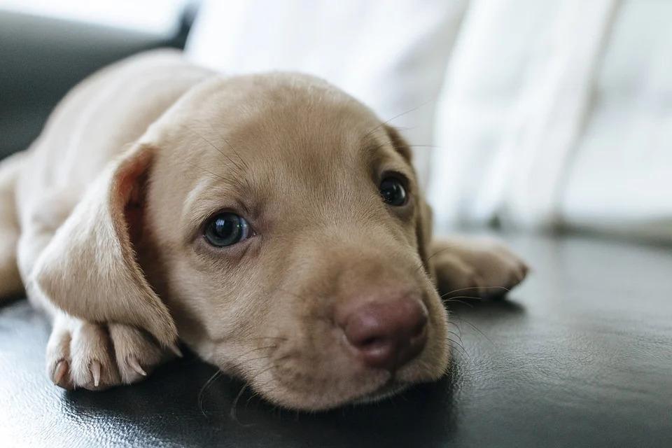 Atividades marcam a Semana de Proteção Animal em Juiz de Fora