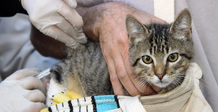Campanha de vacinação antirrábica animal acontece neste sábado, 23